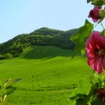 Raspberry Hills – A Hidden Gem of Natural Beauty and Tranquility