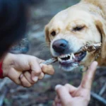 The Real Reason Dog Bite Victims Need Strong Legal Support