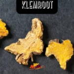 Klemroot: Unveiling Its Origins, Flavors, and Surprising Health Benefits