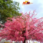 ракитовица: Beyond the Map—Culture, Memory, and Rural Continuity