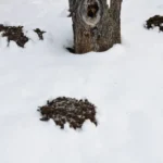 Do Moles Hibernate? How to Repel Moles Before Winter