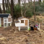 How Can You Upgrade Your Flock’s Living Space Without Overspending?