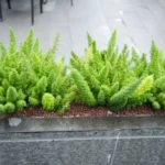 Foxtail Fern Cold Hardiness: Surviving the Chill