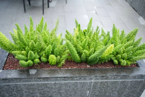 Foxtail Fern Cold Hardiness: Surviving the Chill