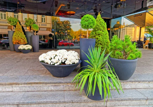 Outdoor Pots and Planters
