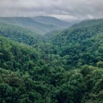 Exploring Mountain Forests for Rare Wildlife Moments