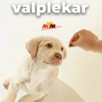 Valplekar: Key Benefits of a Growth Supplement Every Puppy Needs