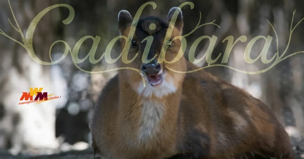 Cadibara: Why This Calm and Social Animal Is Winning Hearts Worldwide