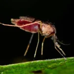 How Professional Exterminators in Houston Prevent Termites During Early Construction Phases