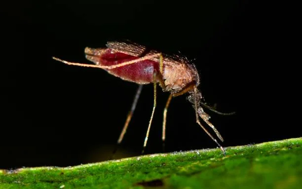 Professional Exterminators in Houston