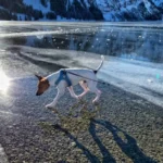 Can You Trust the Ice? The Physics of Frozen Lake Safety for Pets