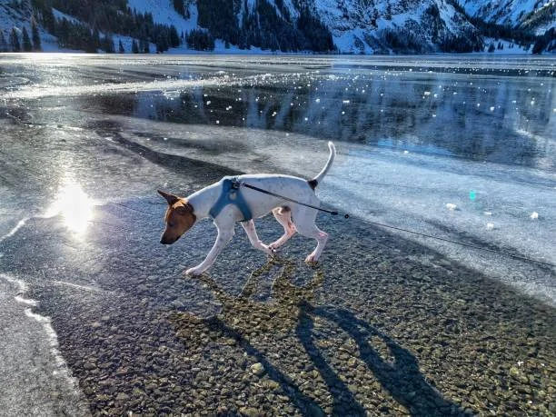 Frozen Lake Safety