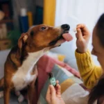 How Organic CBD Drops for Dogs Naturally Support Mobility and Joint Comfort