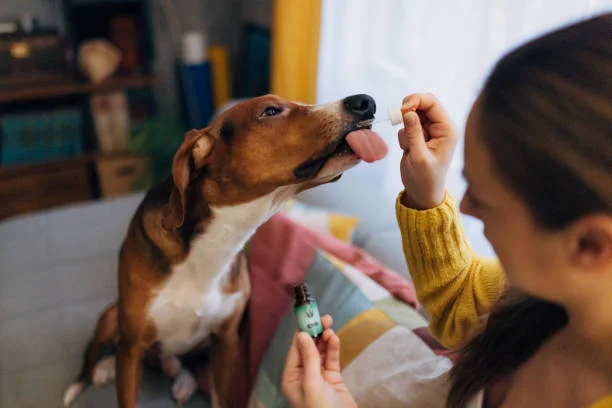 CBD drops for dogs