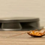 Seasonal Pest Trends According to an Exterminator in Houston