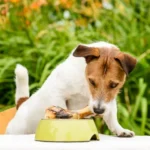 Signs Your Dog Might Need Bone Meal in Their Meals