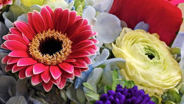 Best seasonal flower