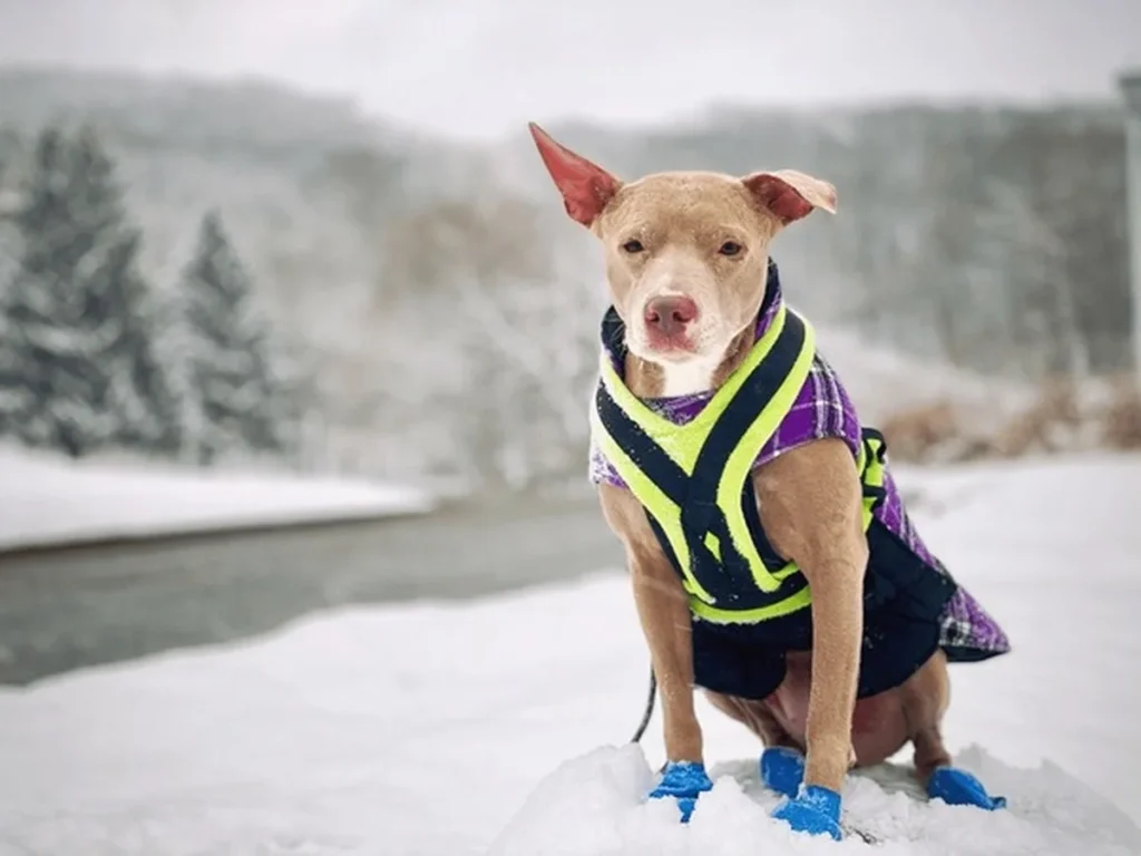 dog snow boots