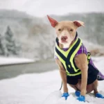 Winter Paw Protection A Practical Guide to Dog Snow Boots and Puppy Shoes