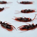 Proactive Pest Defense for Long-Term Property Safety