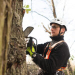Tree Care and Extraction Services to Protect Your Landscape