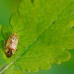 The Hidden Impact of Pests on Your Business Premises