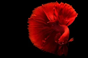 Wild Betta Fish