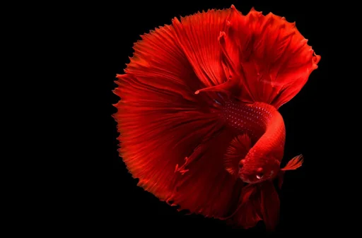 Wild Betta Fish
