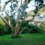How Overgrown Lawns Affect Property Value in Tauranga
