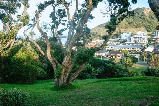 Lawn Mowing Tauranga