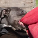 The Hidden Steps After a Dog Bite in Michigan That Truly Matter