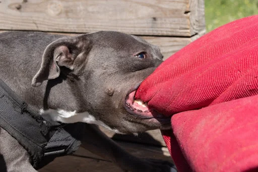 dog bite in Michigan