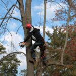 Seasonal Tree Care Strategy for Healthier Landscape Year Round