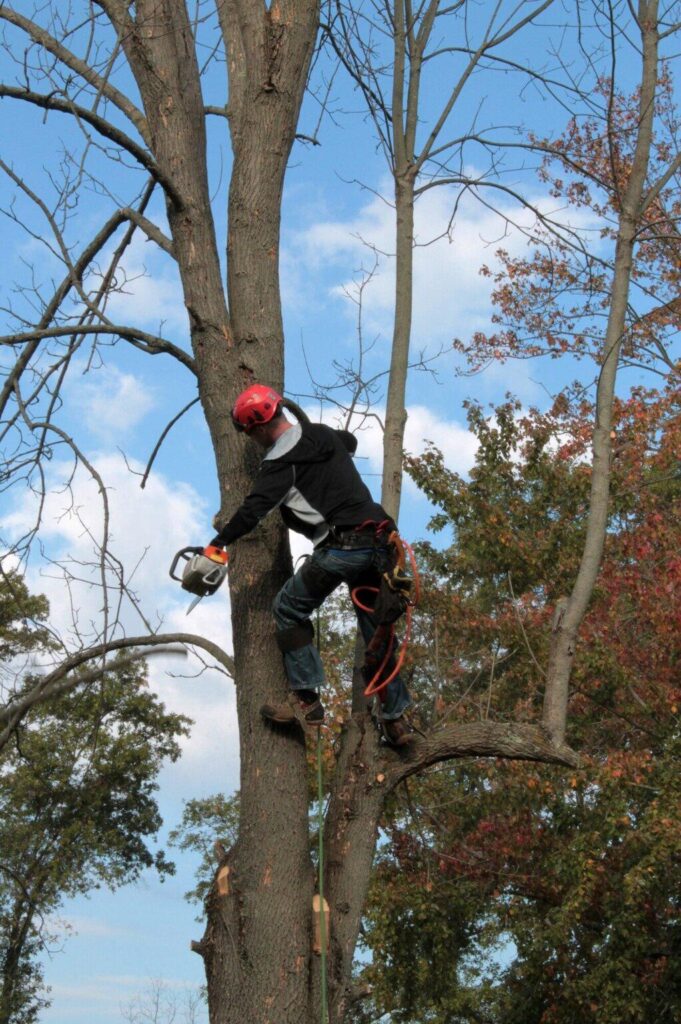 Seasonal Tree Care Strategy for Healthier Landscape Year Round
