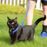 How Cat Harness And Leash Sets Improve Your Cat’s Walking Safety