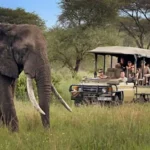 Tanzania Safari Dreams – Where Wild Africa Breathes in Every Direction