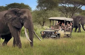 safari Tanzania dreams