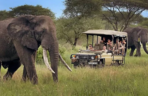 safari Tanzania dreams
