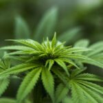Understanding Cannabis Strains: Indica vs. Sativa vs. Hybrid