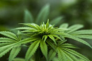 Understanding Cannabis Strains: Indica vs. Sativa vs. Hybrid